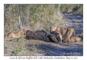 Lions at African Buffalo kill