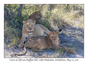 Lions at African Buffalo kill