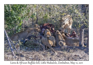 Lions at African Buffalo kill