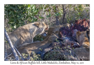 Lions at African Buffalo kill