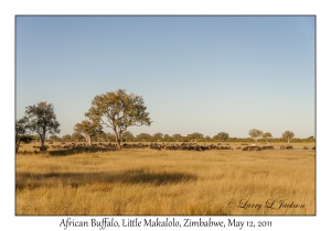 African Buffalo