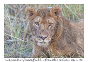 Juvenile Lion at African Buffalo kill