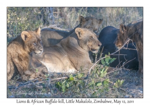 Lions at African Buffalo kill