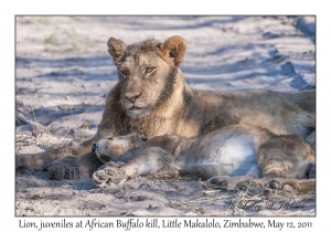 Juvenile Lions at African Buffalo kill