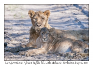 Juvenile Lions at African Buffalo kill