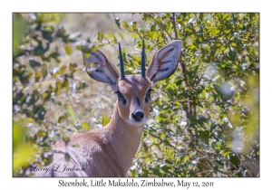 Steenbok