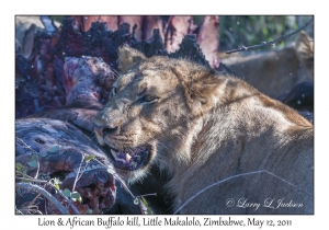 Lion at African Buffalo kill