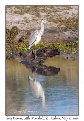 Grey Heron