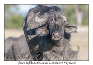 African Buffalo