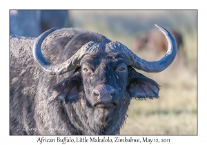 African Buffalo