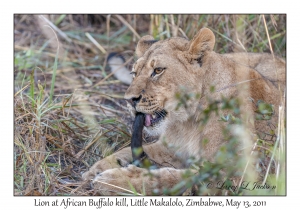 Lion at African Buffalo kill