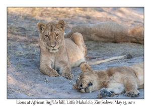 Lions at African Buffalo kill