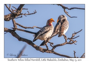 Southern Yellow-billed Hornbills