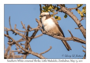 Southern White-crowned Shrike