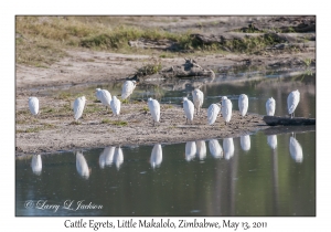 Cattle Egrets