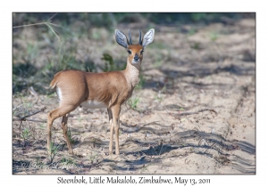 Steenbok