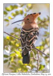 African Hoopoe