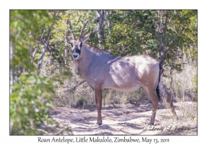 Roan Antelope