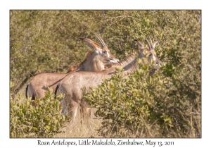 Roan Antelopes