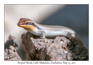 Striped Skink