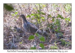 Red-billed Francolin & 4 chicks