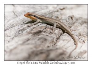 Striped Skink