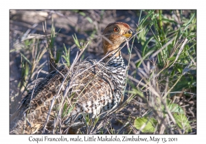 Coqui Francolin