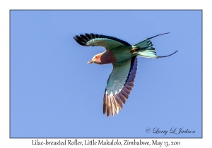 Lilac-breasted Roller