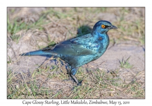 Cape Glossy Starling