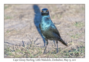 Cape Glossy Starling