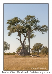 Leadwood Tree