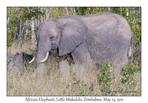 African Elephant