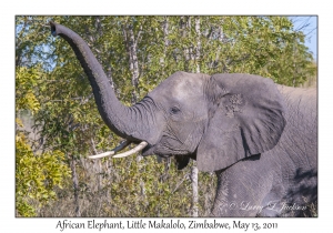 African Elephant