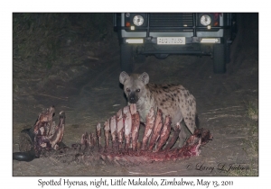 Spotted Hyena at African Buffalo kill