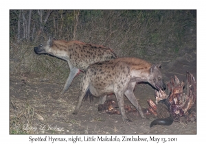 Spotted Hyenas at African Buffalo kill
