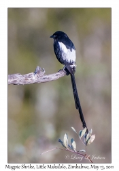 Magpie Shrike