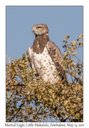 Martial Eagle