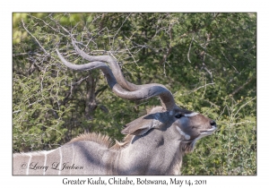 Greater Kudu