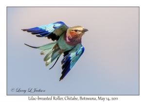 Lilac-breasted Roller