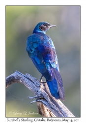 Burchell's Starling