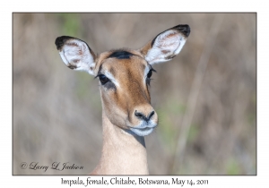 Impala