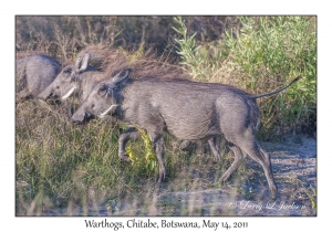 Warthogs