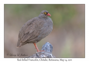 Red-billed Francolin