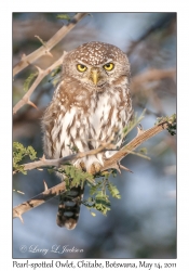 Pearl-spotted Owlet