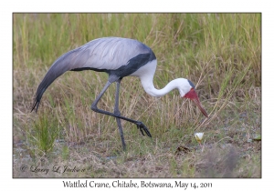 Wattled Crane