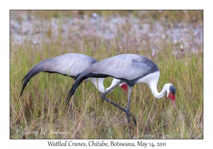 Wattled Cranes