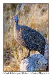 Helmeted Guineafowl