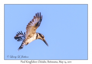 Pied Kingfisher