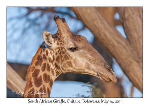 South African Giraffe