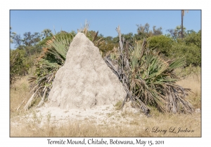 Termite Mound